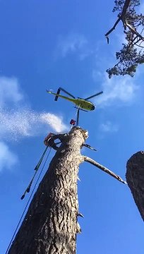 Voilà comment on découpe un arbre avec un hélicoptère... bucheron de l'extrême