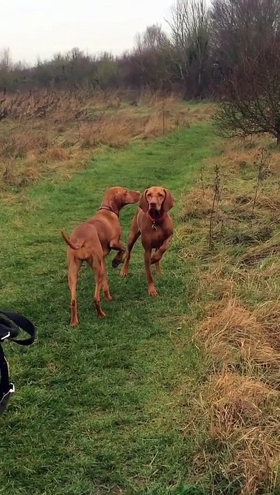 Ces chiens sont parfaitement immobiles... impressionnant