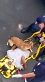 Ce chien protège son maitre des ambulanciers (Brésil)... tellement émouvant