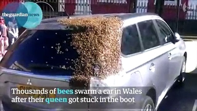Des milliers d'abeilles viennent au secours de leur reine coincée dans une voiture