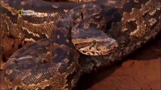 En ölümcül yılanlar belgeseli