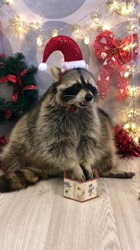Raccoon Santa Savors a Snack