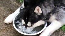 Un huski s'amuse à faire des bulles dans l'eau !