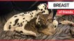 Adorable video shows feline suckling dalmatian's teat | SWNS TV