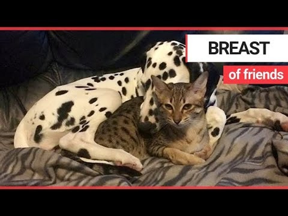 Adorable video shows feline suckling dalmatian's teat | SWNS TV