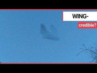 Thousands of starlings form the shape of a giant bird | SWNS TV