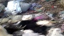 Çöplükte 30'dan Fazla Köpek Ölüsü Bulundu