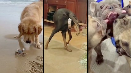 Can't Get Enough Of Silly Dogs