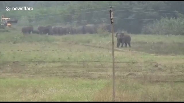 Herd of elephants storms Indian village