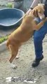 Bir köpek barınağının haberini yapmaya giden bir gazeteci ve gazeticinin bacağına sarılarak yardım isteyen köpek. Gazeteci bu köpeği sahiplenmiş