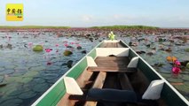 泰南博他仑（Phattalung）塔勒湖 （Thale Noi）木舟游湖
