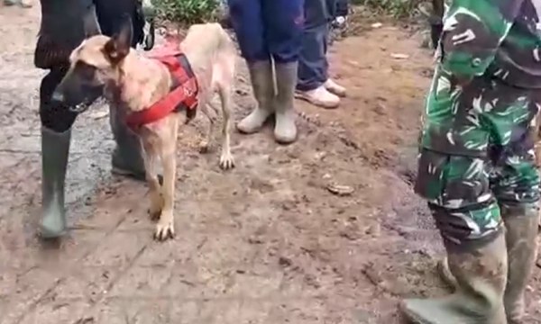 4 Anjing Pelacak & 14 Personel Khusus Cari Korban Longsor