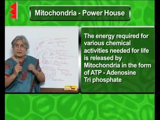 Mitochondria Function