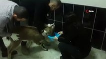Kayalıktan düşen yavru yaban keçisi ve dereye düşen köpek, tedavi altına alındı