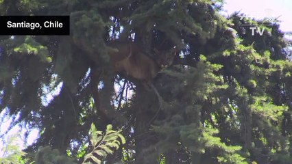 Wild puma rescued from tree in Chilean capital