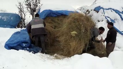 Besicilerin kara kışla mücadelesi - HAKKARİ
