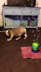 Dog Discovers Bubbles
