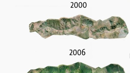 La reforestation de l'Amazonie
