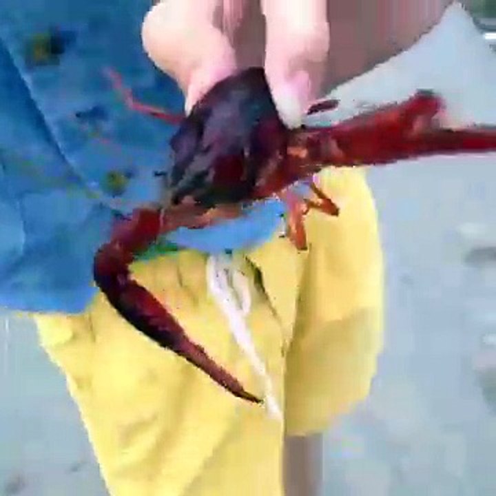 Asian vs. Crawfish vine