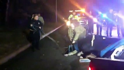 Mezbahaya götürülürken kamyondan atlayan hamile inek, doğurdu