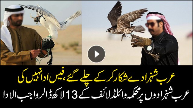 Arab hunters went back without paying Wildlife fees