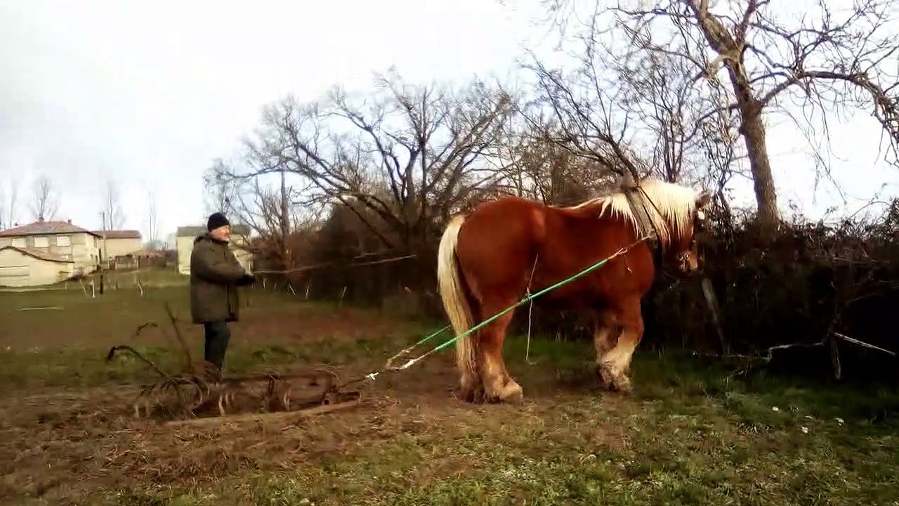 Vito travail agricole