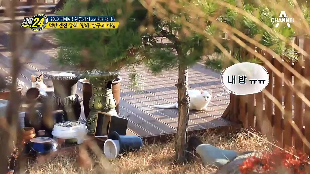 리얼 돼지들의 먹방! 먹방 샛별 핑돼&살구의 아침~