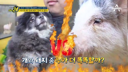 또 다른 스타 돼지☆ 아이큐 80의 천재 돼지 '양파'가 떴다~