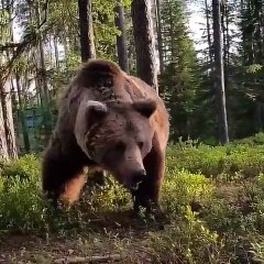 La belle surprise qu'il a  en ouvrant sa tente au petit matin !