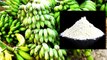 Raw Banana Flour: Health Benefits | वजन बढ़ने से रोकता है कच्‍चे केले का आटा | Boldsky