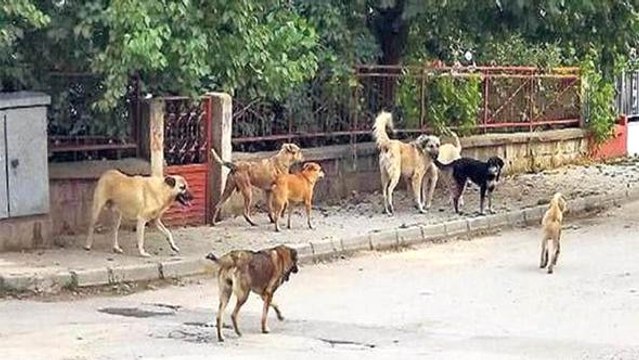 Son Dakika! Kayseri'de Sokak Köpeklerinin Saldırdığı Lise Öğrencisi Öldü, Arkadaşı Ağır Yaralandı