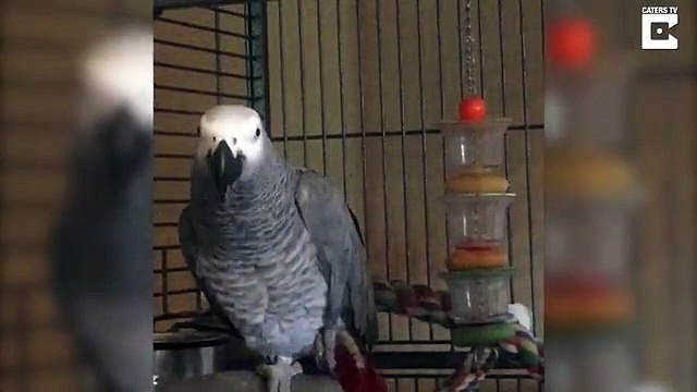 Annoyed Parrot Tells Dog Off For Barking Too Much
