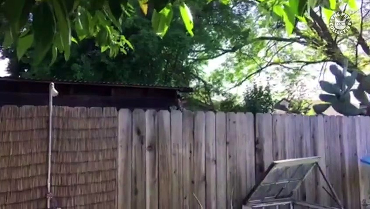 Bad Neighbors