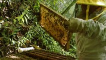 Pesticidas de cocales ponen en peligro a las abejas en Bolivia