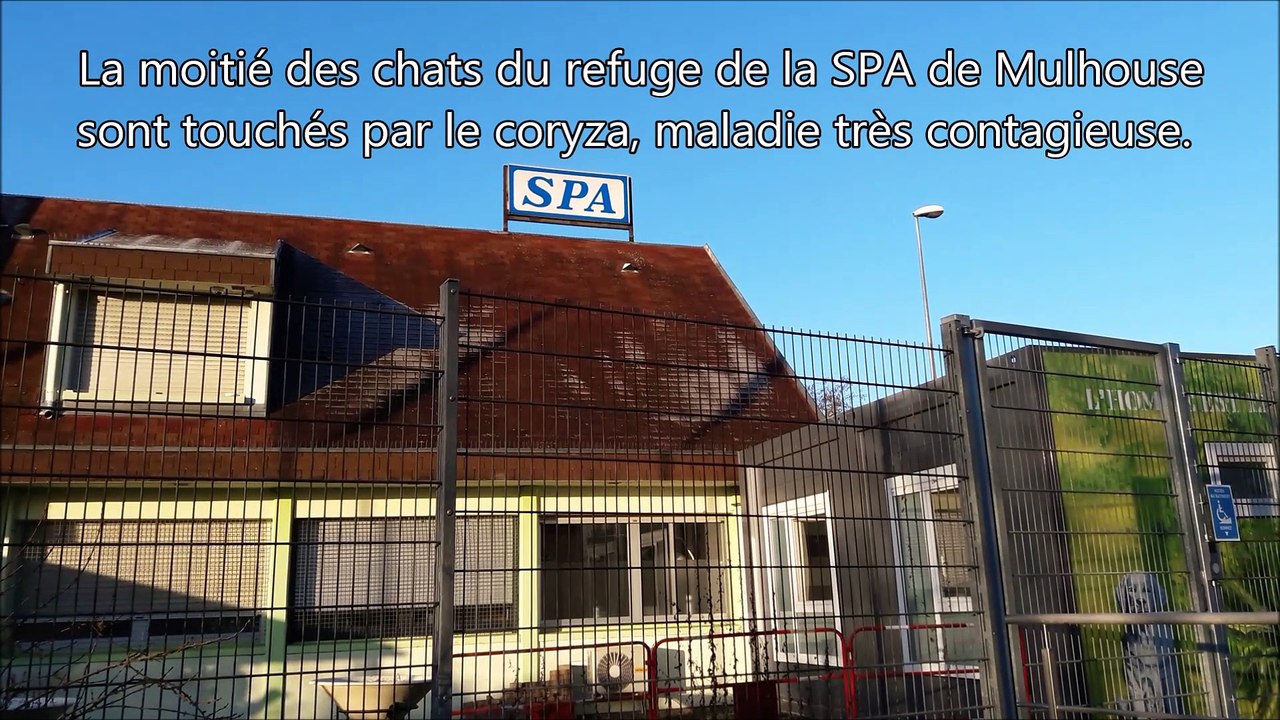 SPA de Mulhouse Haute-Alsace :  la moitié des chats contaminés par le coryza