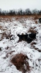 Bind doggy extremely excited for first snowfall