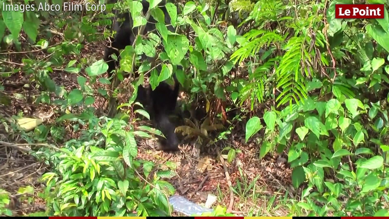 Les grands singes : des Hommes pas comme les autres