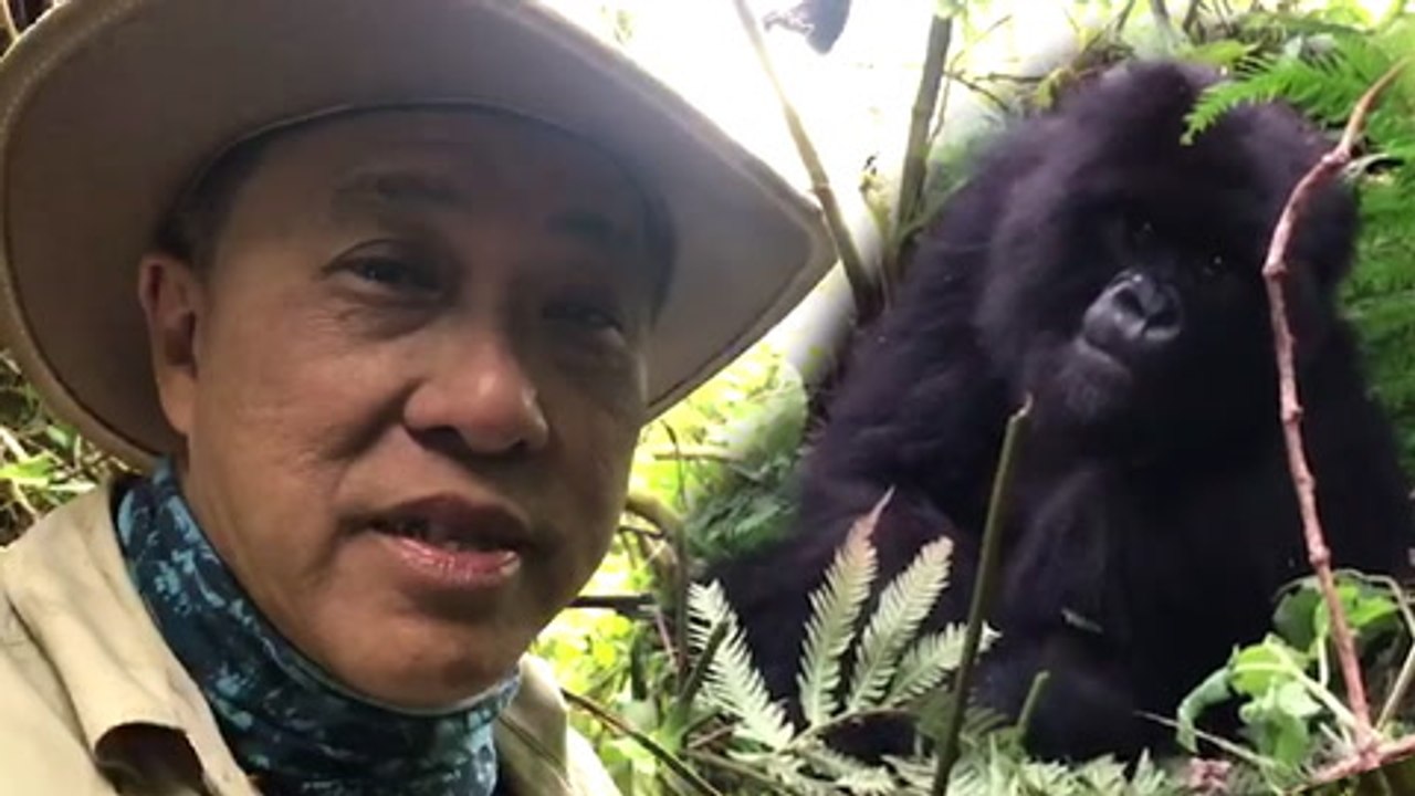 OFF THE BEAT: Up close with gorillas