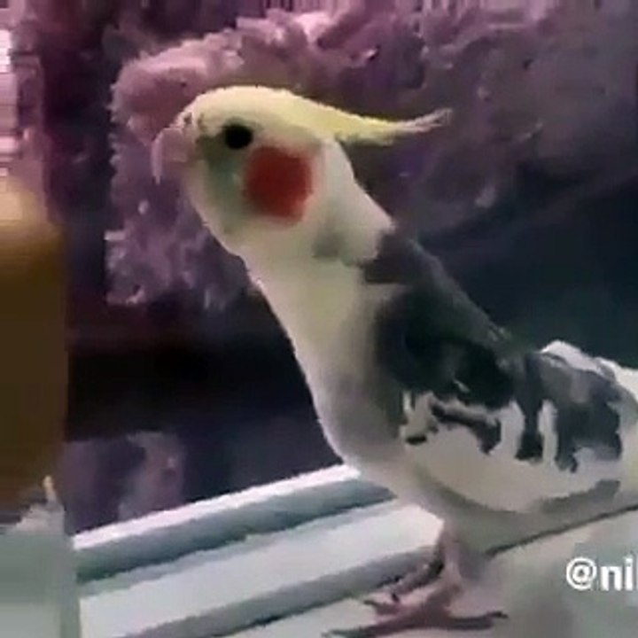 Vatan delisi kuşumuz...Irmağının akışına ölürüm. Türkiyem ☪︎