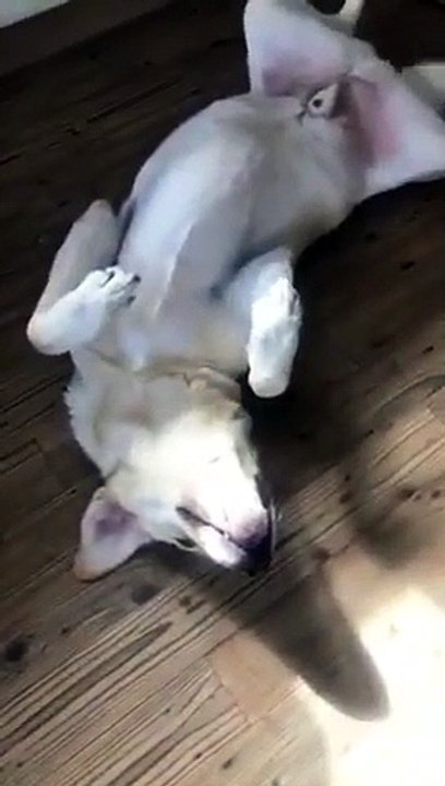 Coupable ? Ce chien a mangé la pizza et se cache la tête !