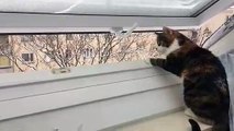 Ce chat essaye d'attraper la neige qui tombe du toit !