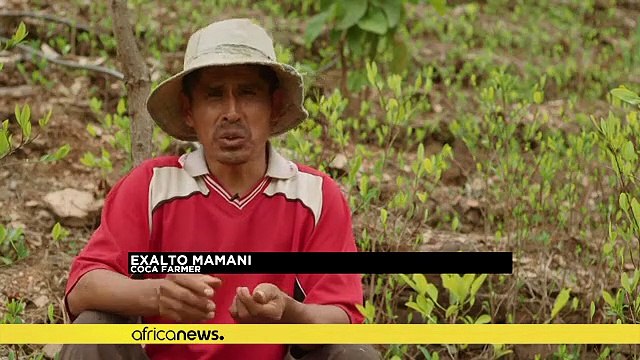 Bolivie: la fumigation des champs de coca menace les abeilles