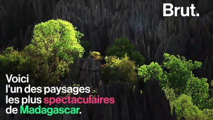 À Madagascar, une "cathédrale de calcaire" accueille des espèces inattendues