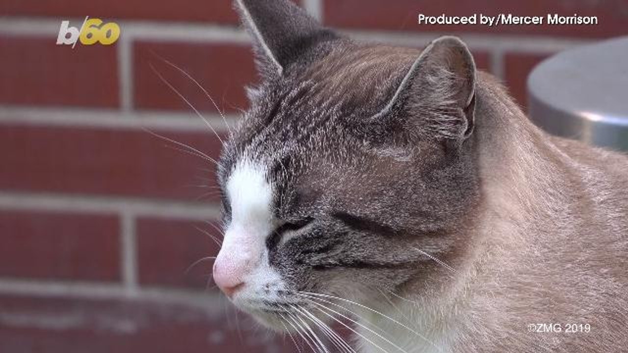 Missing Pet Goldfish Prompts Family To Launch Social Media Search Campaign