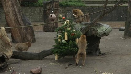 Χριστουγεννιάτικα έλατα... σνακ για τους ενοίκους του Berlin Zoo
