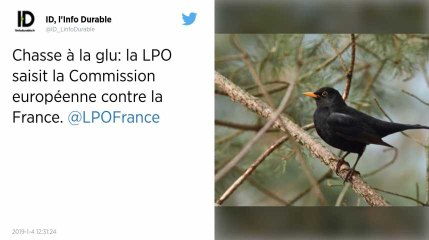 Chasse à la glu. La LPO porte plainte contre la France auprès de la Commission européenne