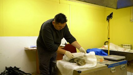 إقبال على "عاج الجليد" في سيبيريا