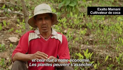 Bolivie: la fumigation des champs de coca menace les abeilles