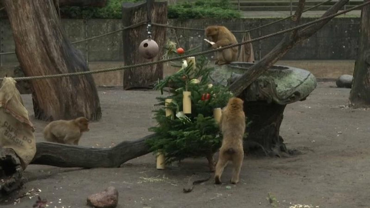Berliner Tierpark 'verfüttert' unverkaufte Weihnachtsbäume