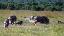 A wolf and a pig in the forest walk